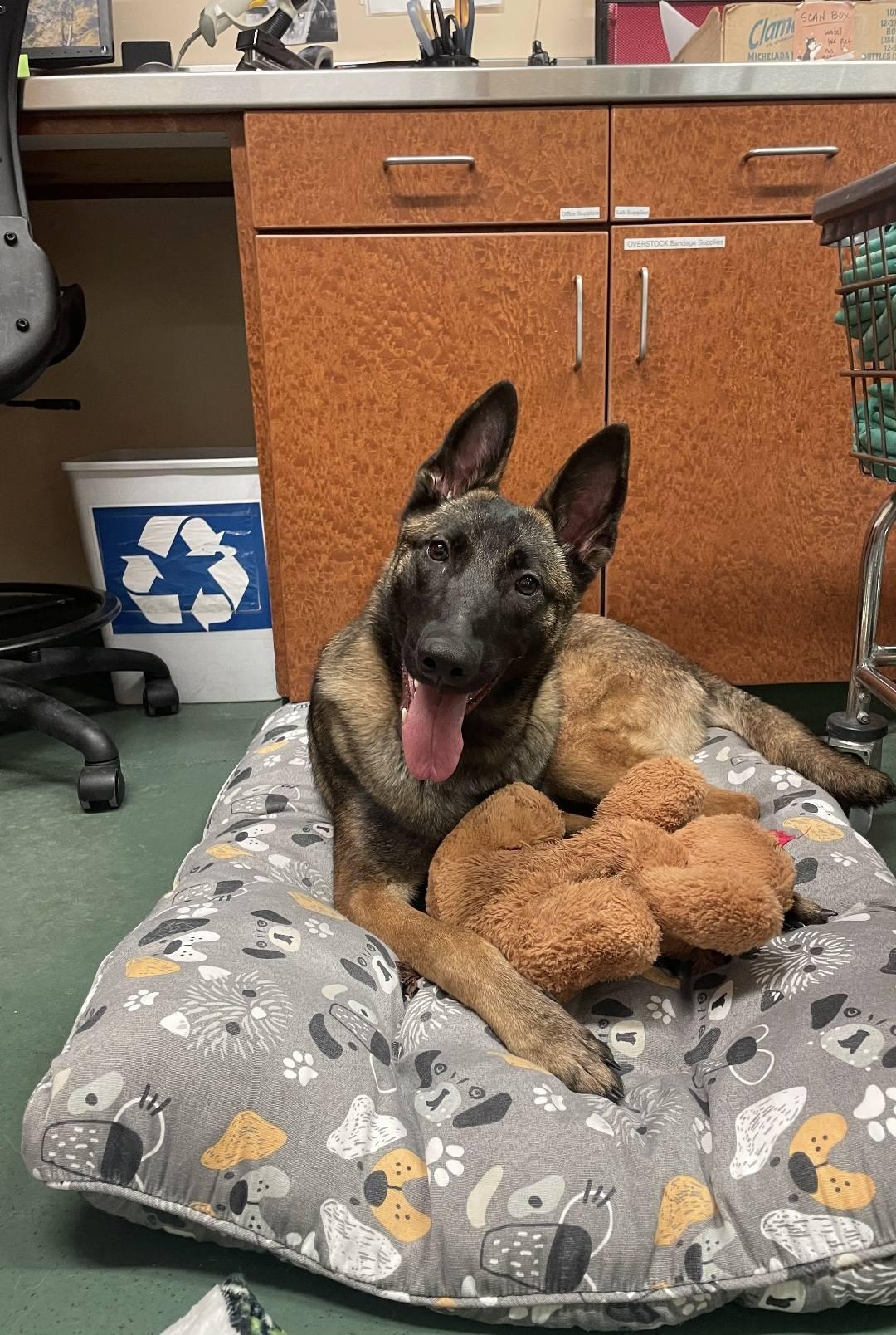 Enlarge Ivy, a Adoptable Belgian Shepherd / Malinois in Vancouver, WA image 4/4