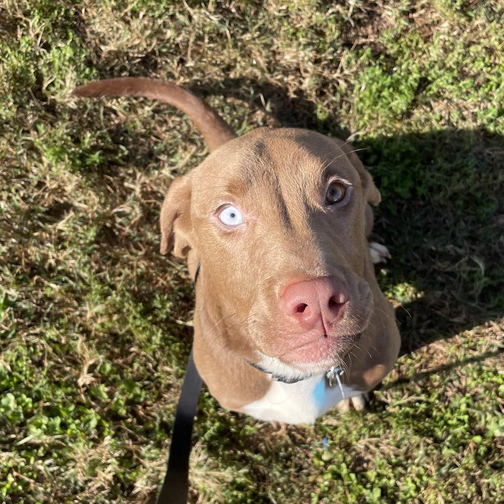 Edgar, Adoptable, Young Male Pointer.
