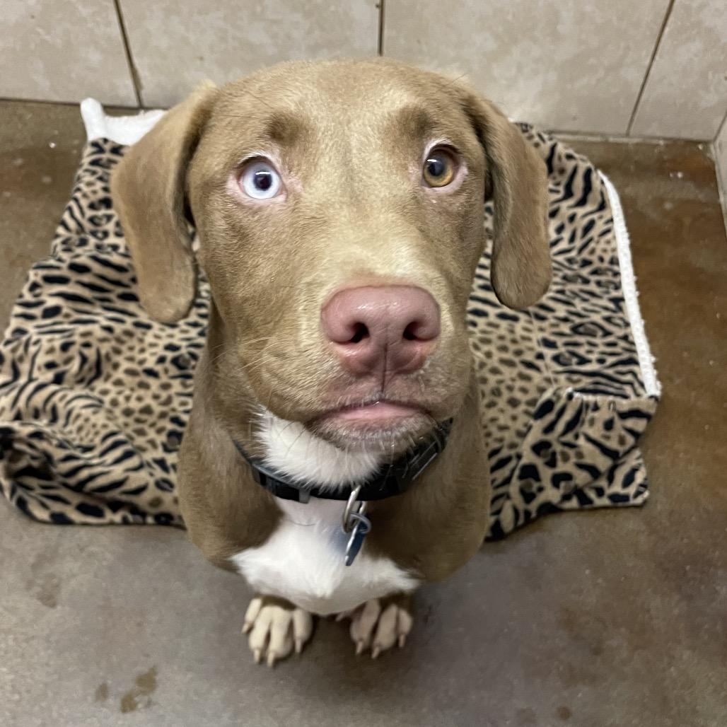 Edgar, a Adoptable mixed breed in Springfield, MO image 3/5