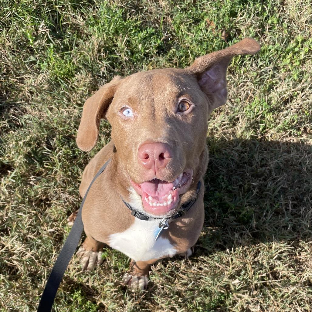 Edgar, a Adoptable mixed breed in Springfield, MO image 4/5