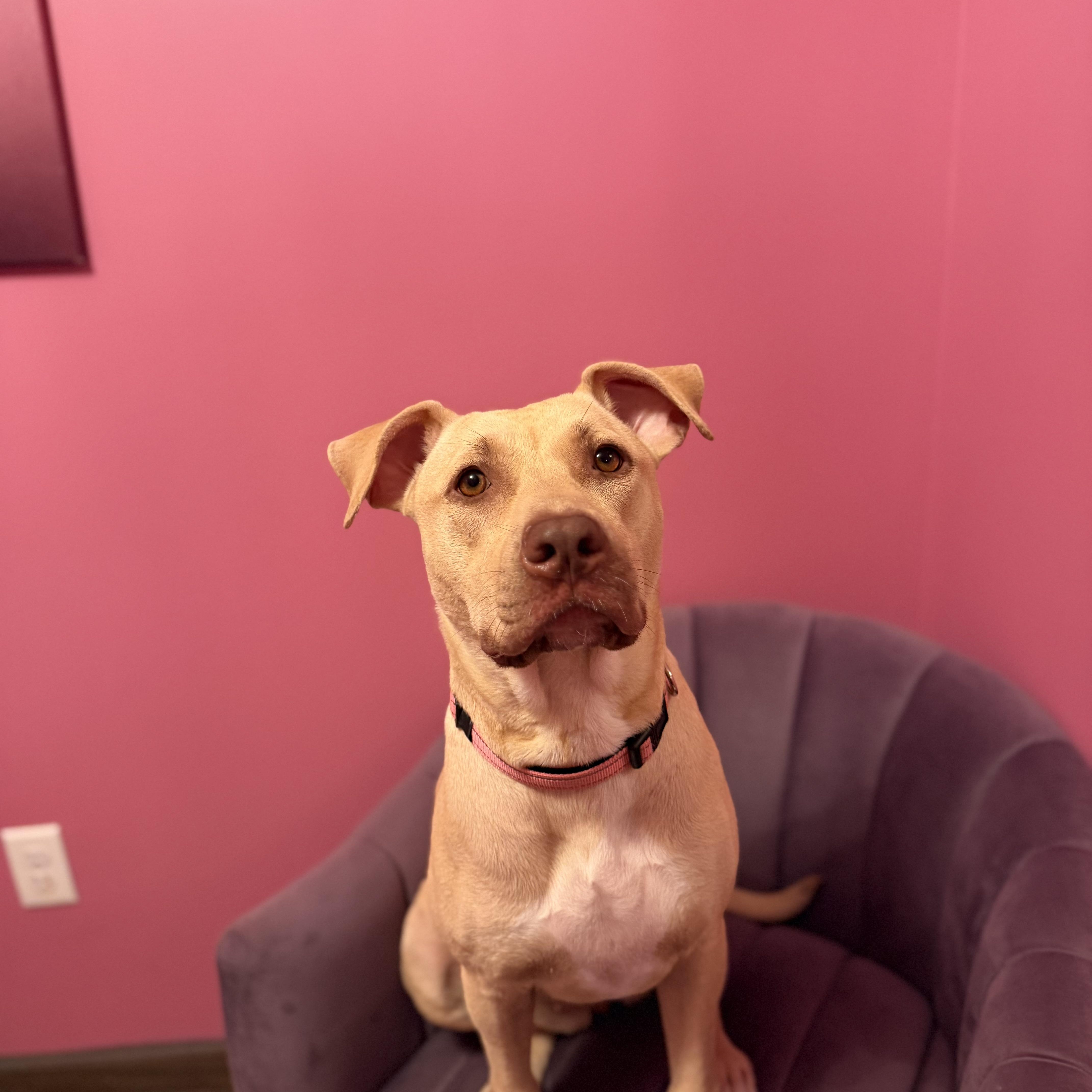 Enlarge Sunny, a ADOPTABLE mixed breed in Cumberland, RI image 4/6