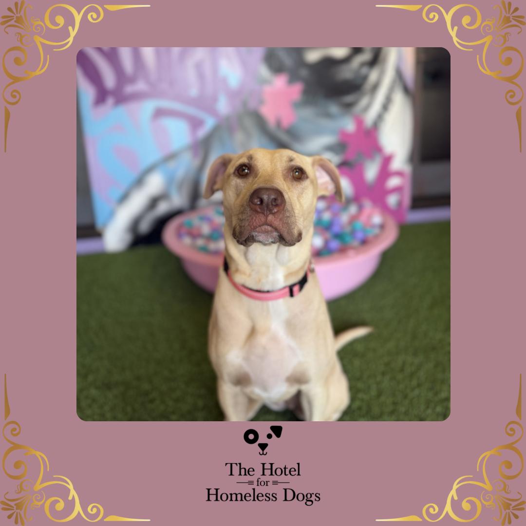 Sunny, ADOPTABLE, Young Female American Staffordshire Terrier & Terrier.