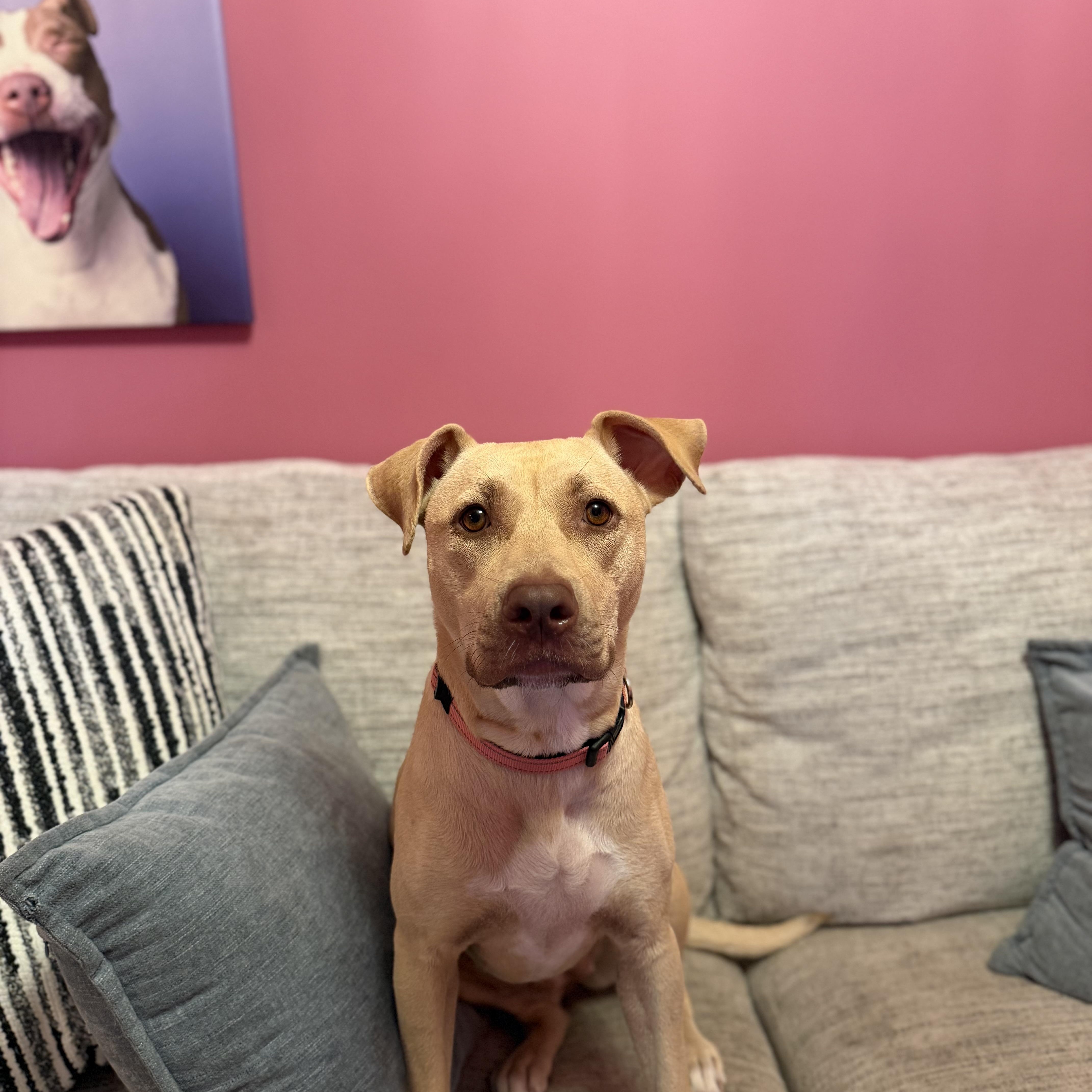 Enlarge Sunny, a ADOPTABLE mixed breed in Cumberland, RI image 5/6
