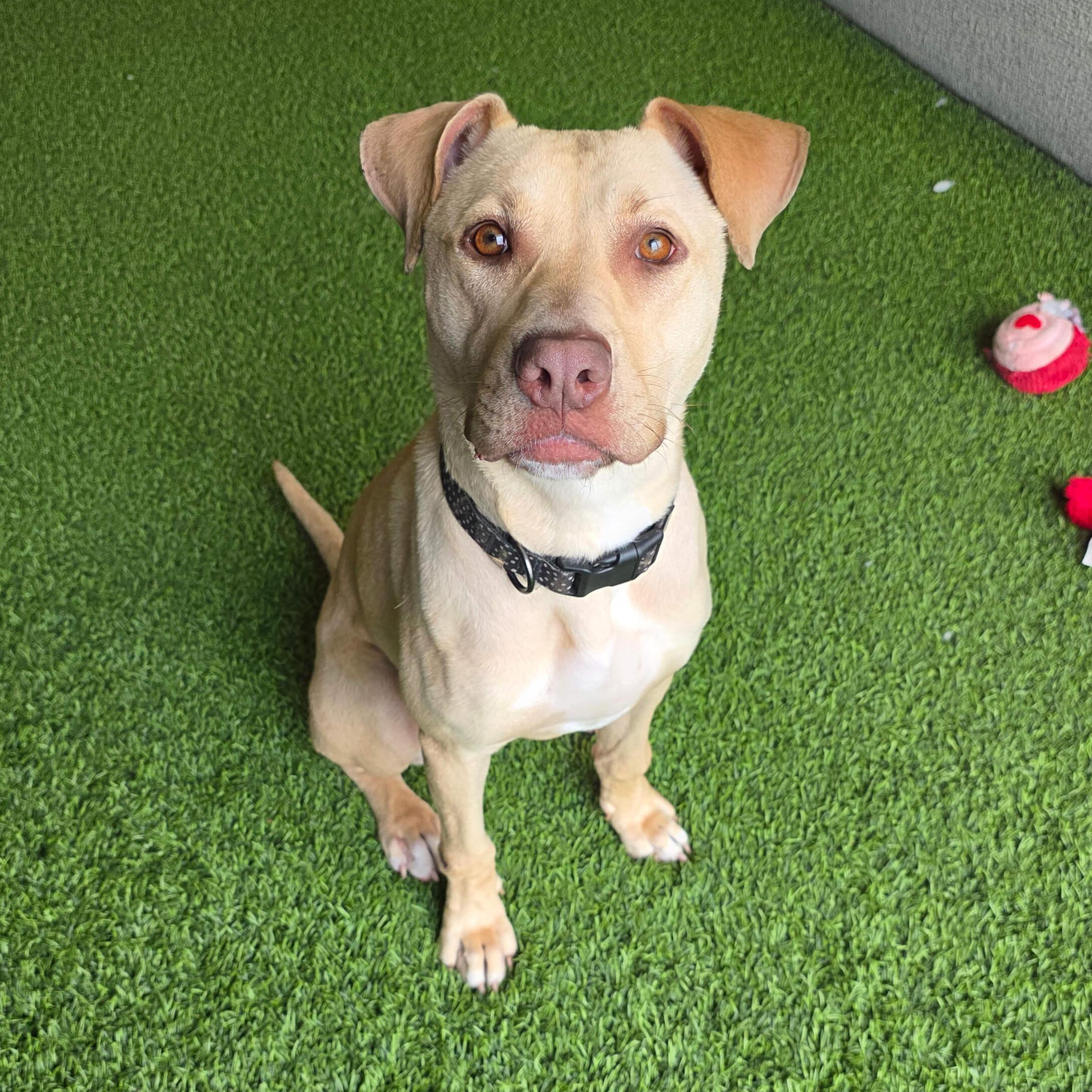 Enlarge Sunny, a ADOPTABLE mixed breed in Cumberland, RI image 2/6