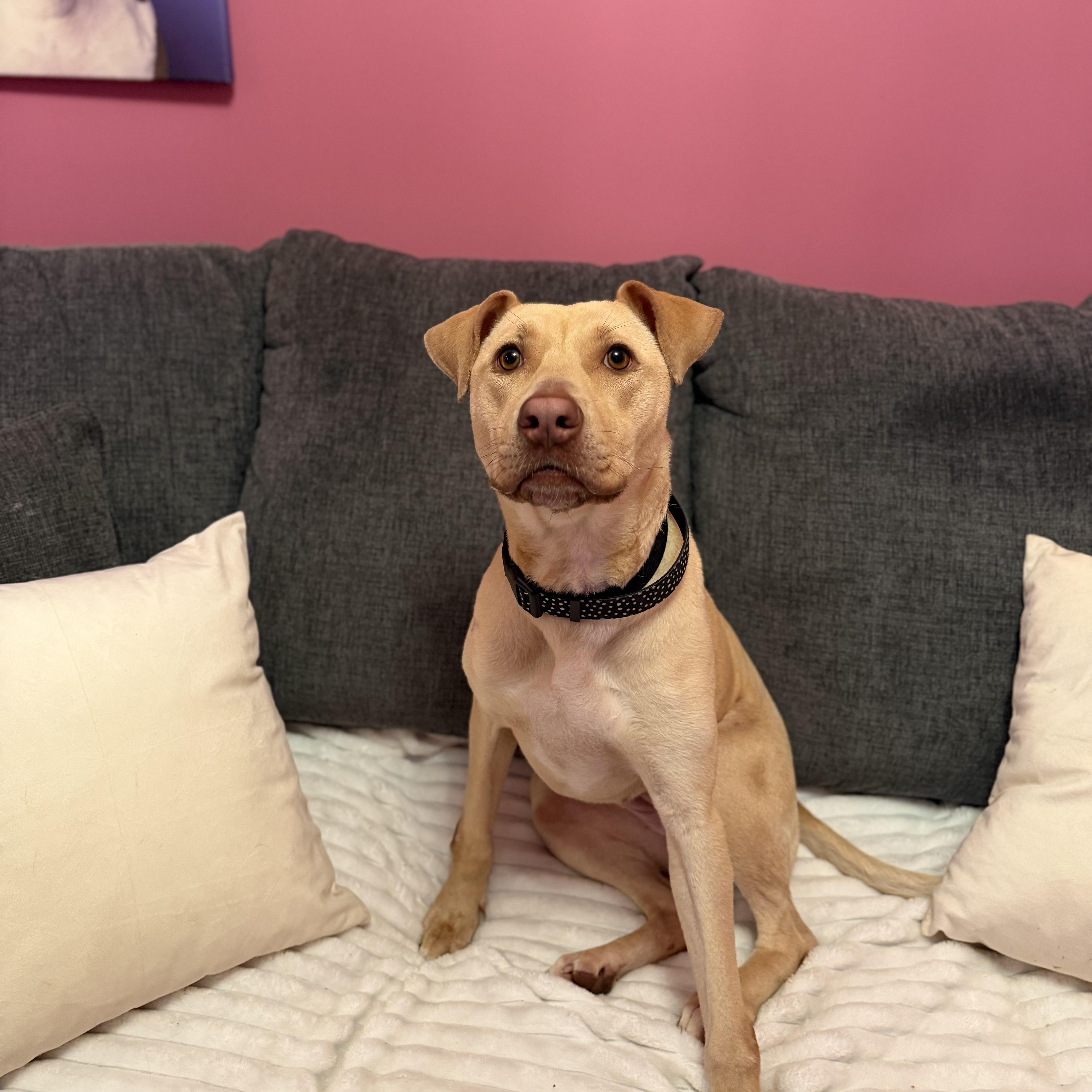 Enlarge Sunny, a ADOPTABLE mixed breed in Cumberland, RI image 6/6