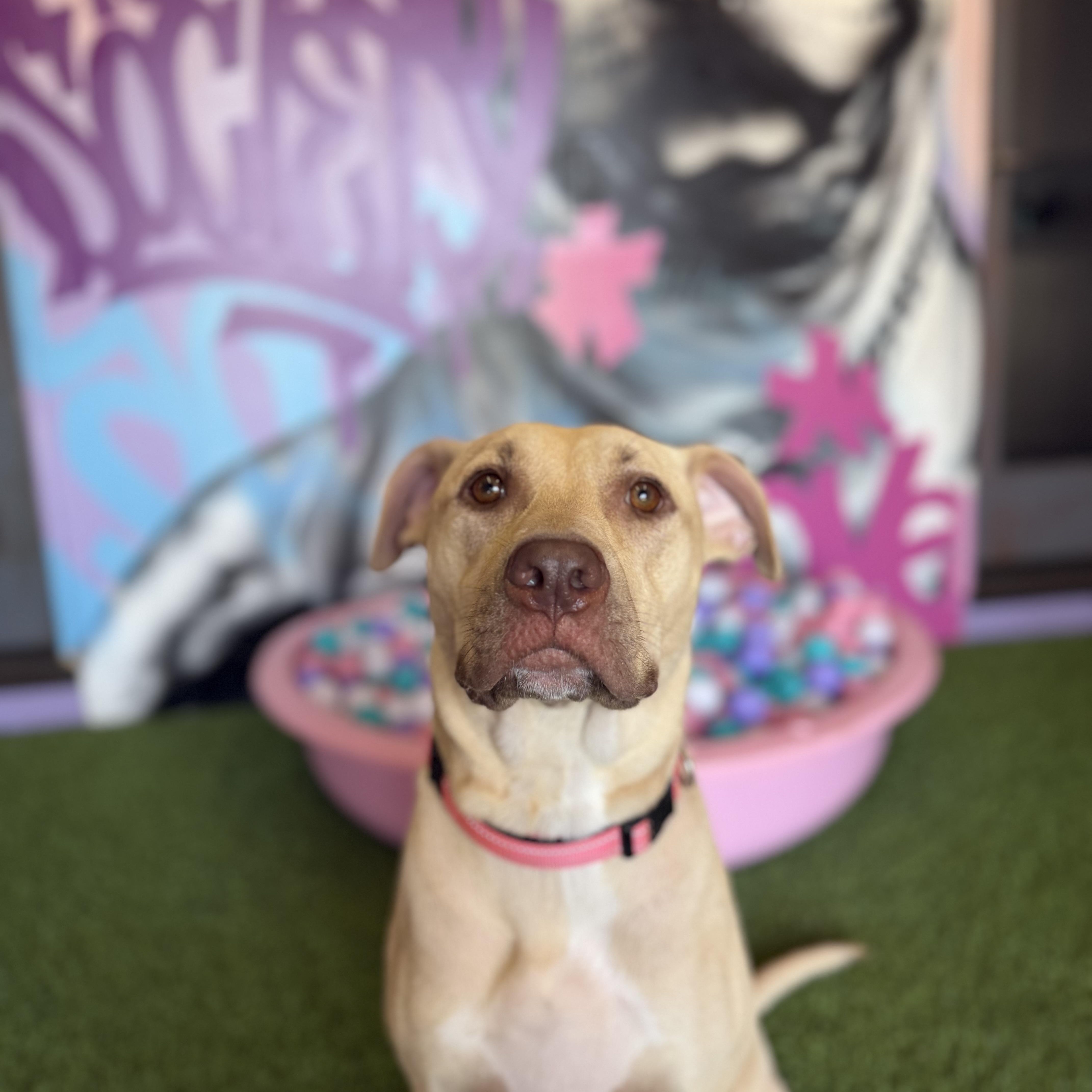 Enlarge Sunny, a ADOPTABLE mixed breed in Cumberland, RI image 3/6