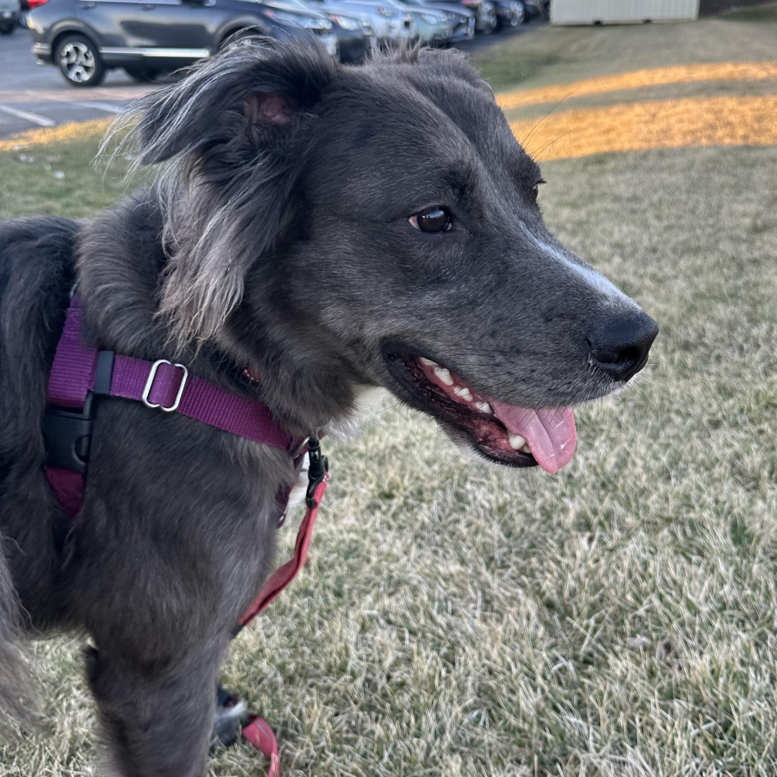 Enlarge Jugg- Foster Home Needed, a ADOPTABLE Australian Shepherd in Hartland, WI image 4/6