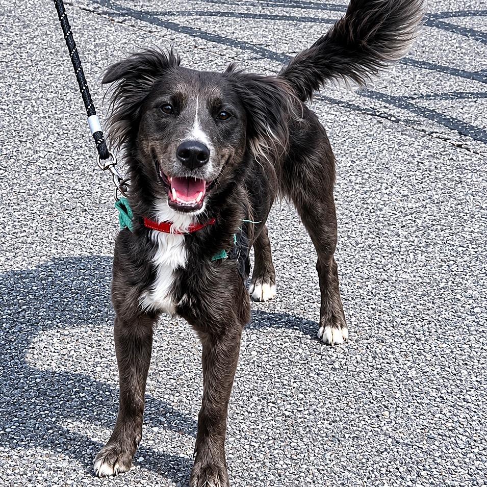 Jugg- Foster Home Needed, a ADOPTABLE Australian Shepherd in Hartland, WI image 2/6