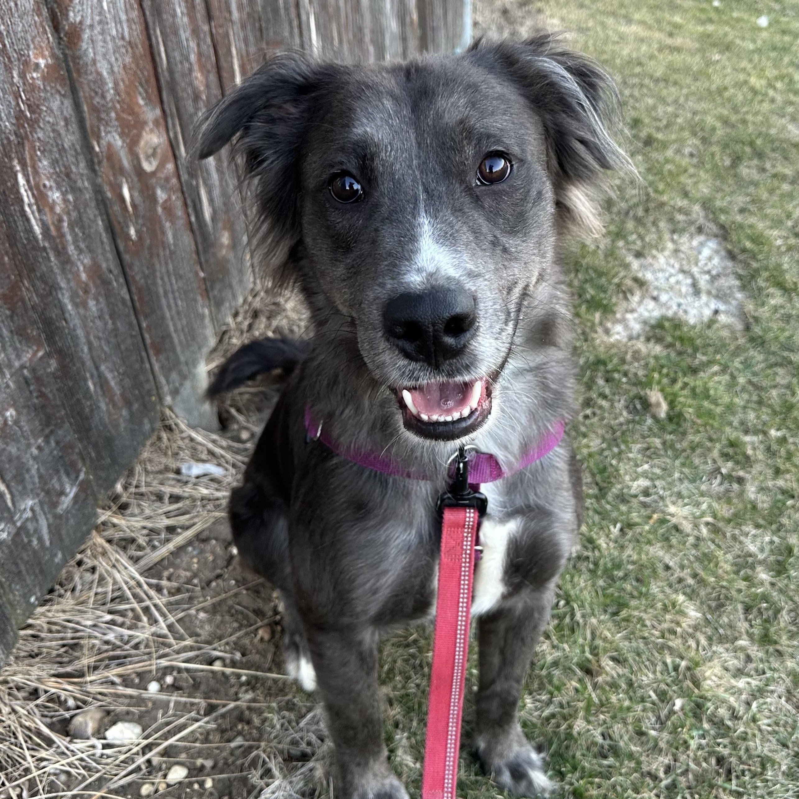 Jugg- Foster Home Needed, ADOPTABLE, Young Male Australian Shepherd.