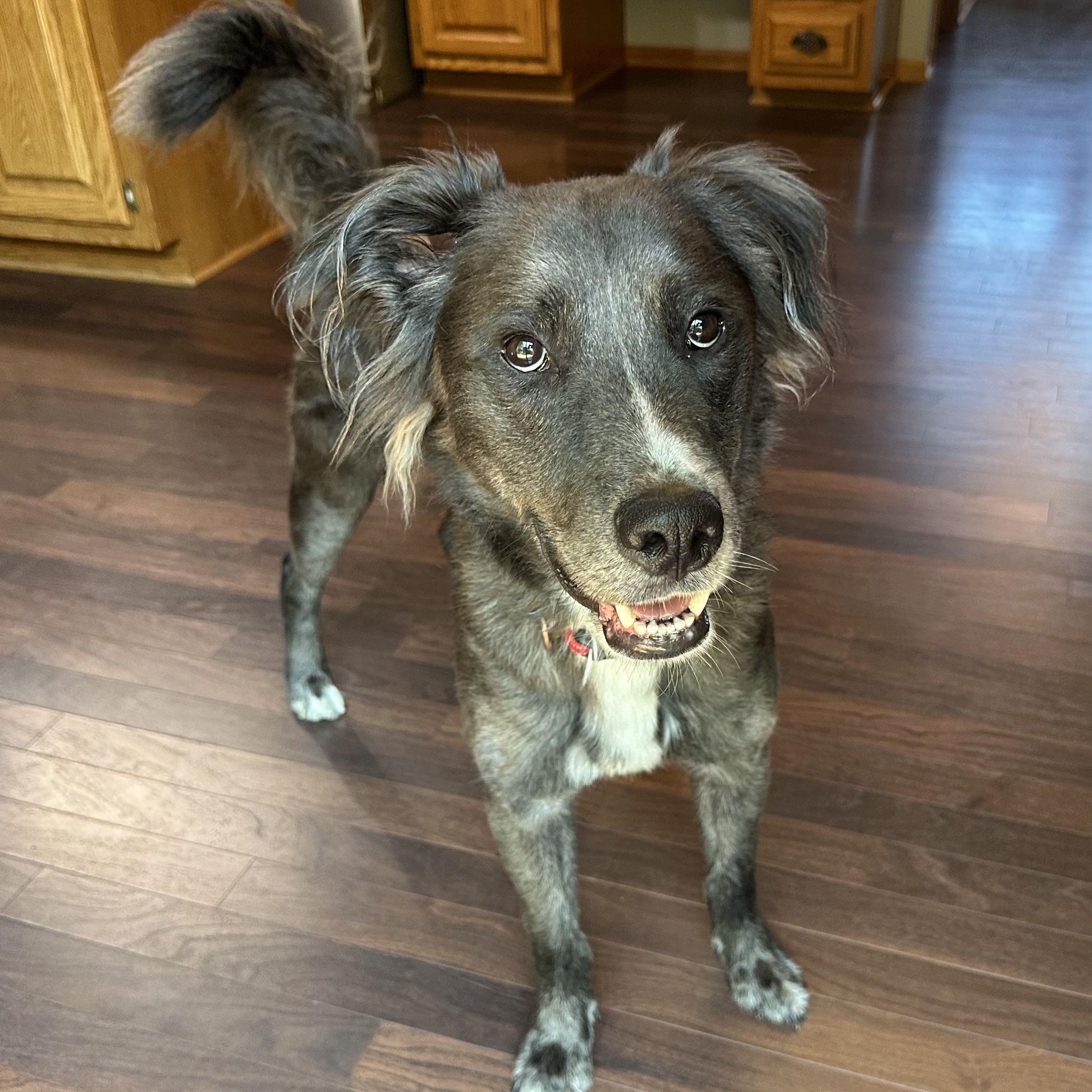 Jugg- Foster Home Needed, a ADOPTABLE Australian Shepherd in Hartland, WI image 1/6