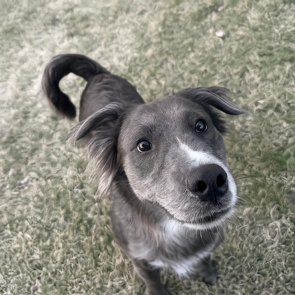 Enlarge Jugg- Foster Home Needed, a ADOPTABLE Australian Shepherd in Hartland, WI image 2/6