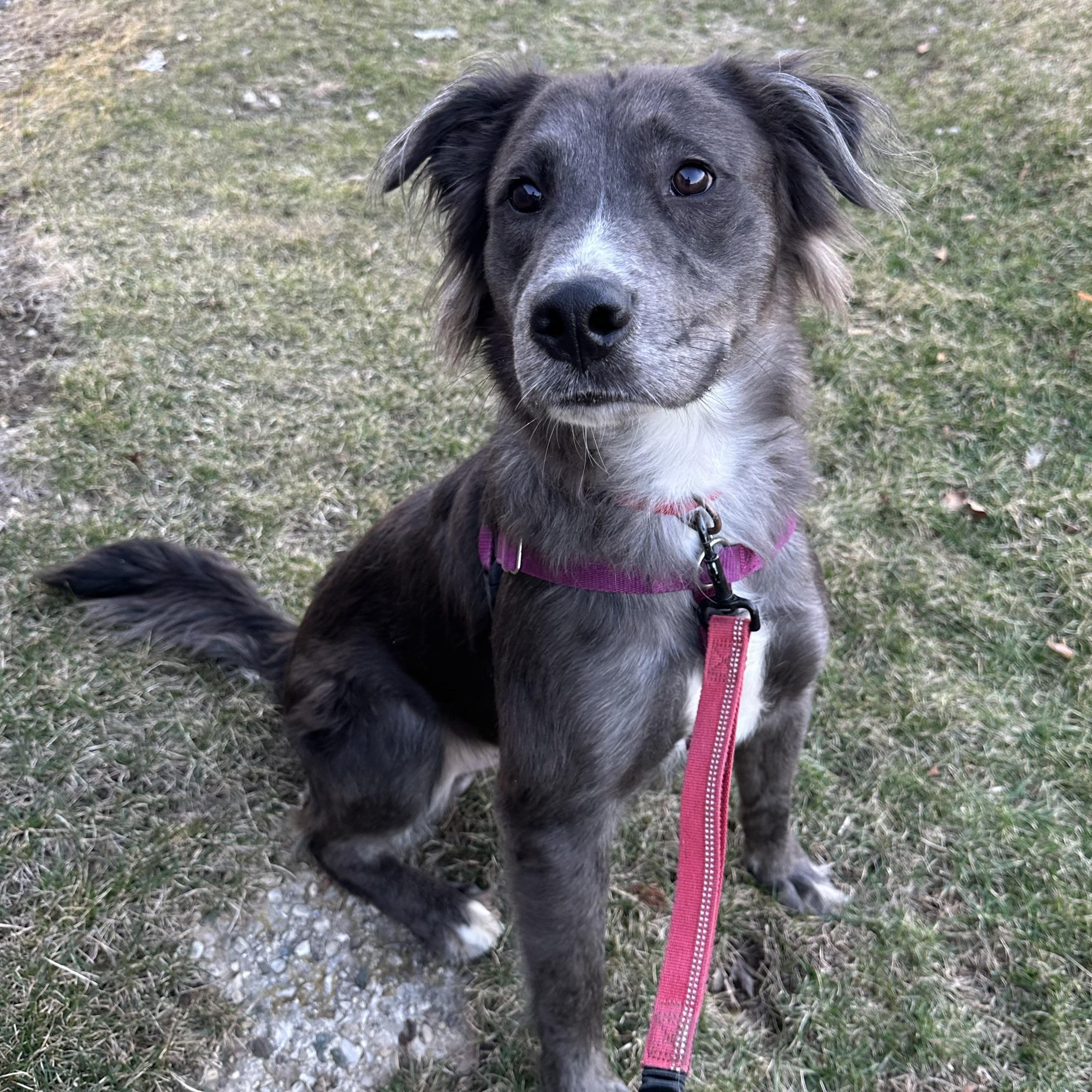 Enlarge Jugg- Foster Home Needed, a ADOPTABLE Australian Shepherd in Hartland, WI image 3/6