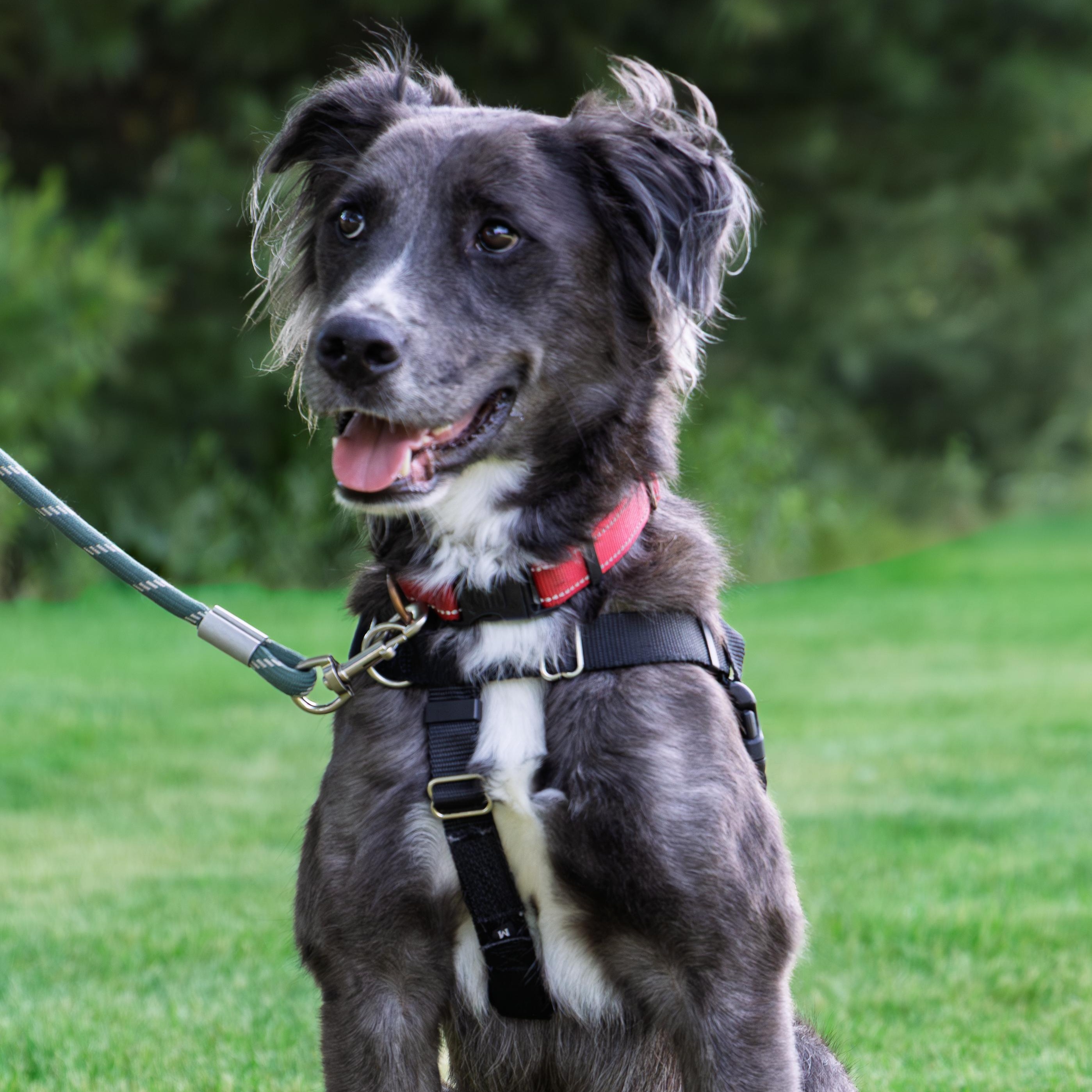 Jugg- Foster Home Needed, a ADOPTABLE Australian Shepherd in Hartland, WI image 5/6