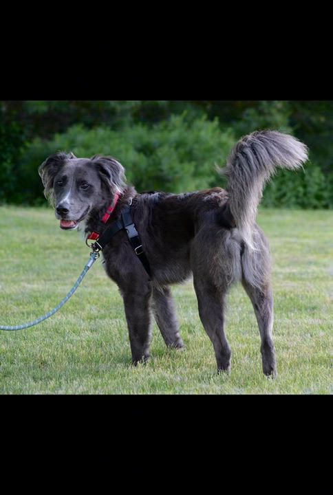 Enlarge Jugg- Foster Home Needed, a ADOPTABLE Australian Shepherd in Hartland, WI video 6/6