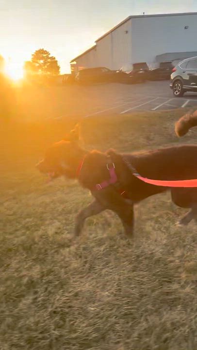 Enlarge Jugg- Foster Home Needed, a ADOPTABLE Australian Shepherd in Hartland, WI video 6/6
