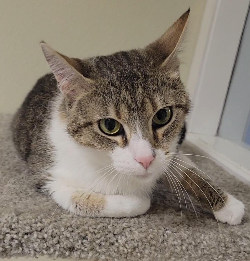 Taya, Adoptable, Adult Female Domestic Short Hair.