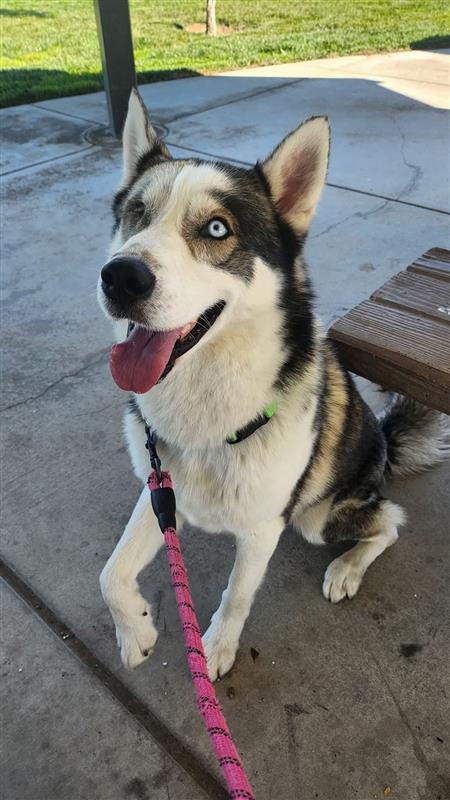 Enlarge Noster, a Adoptable Siberian Husky in Elk Grove, CA image 3/3