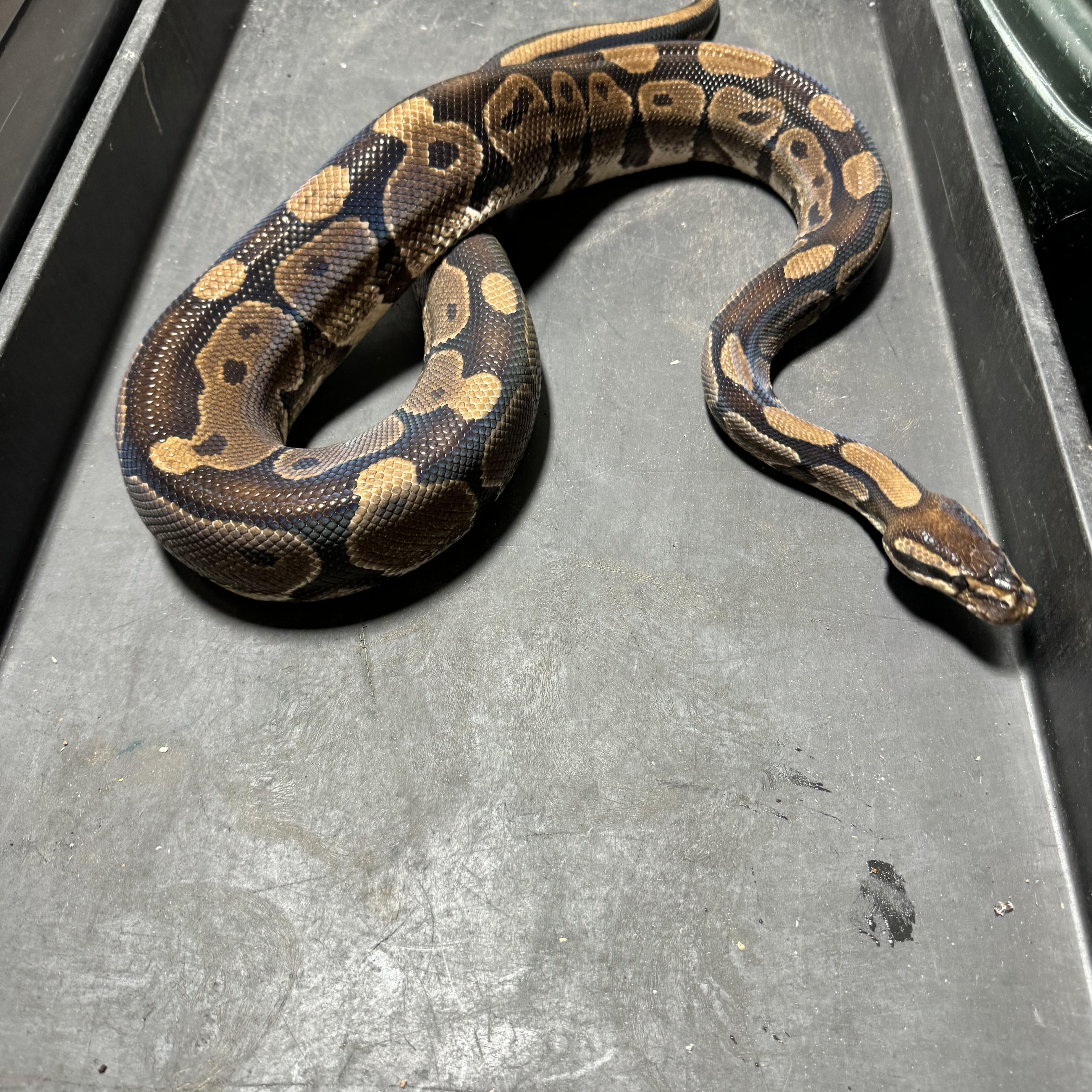 Enlarge Perseus, a ADOPTABLE Ball Python in Deep river, CT image 1/1