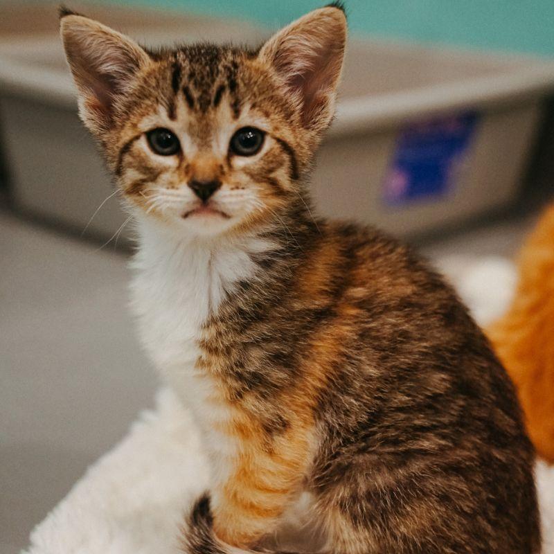 Clawdette, adopted, Kitten Female Domestic Medium Hair.