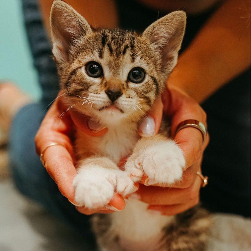 Enlarge Clawdette, an adopted Domestic Medium Hair in Jackson, WY image 2/2