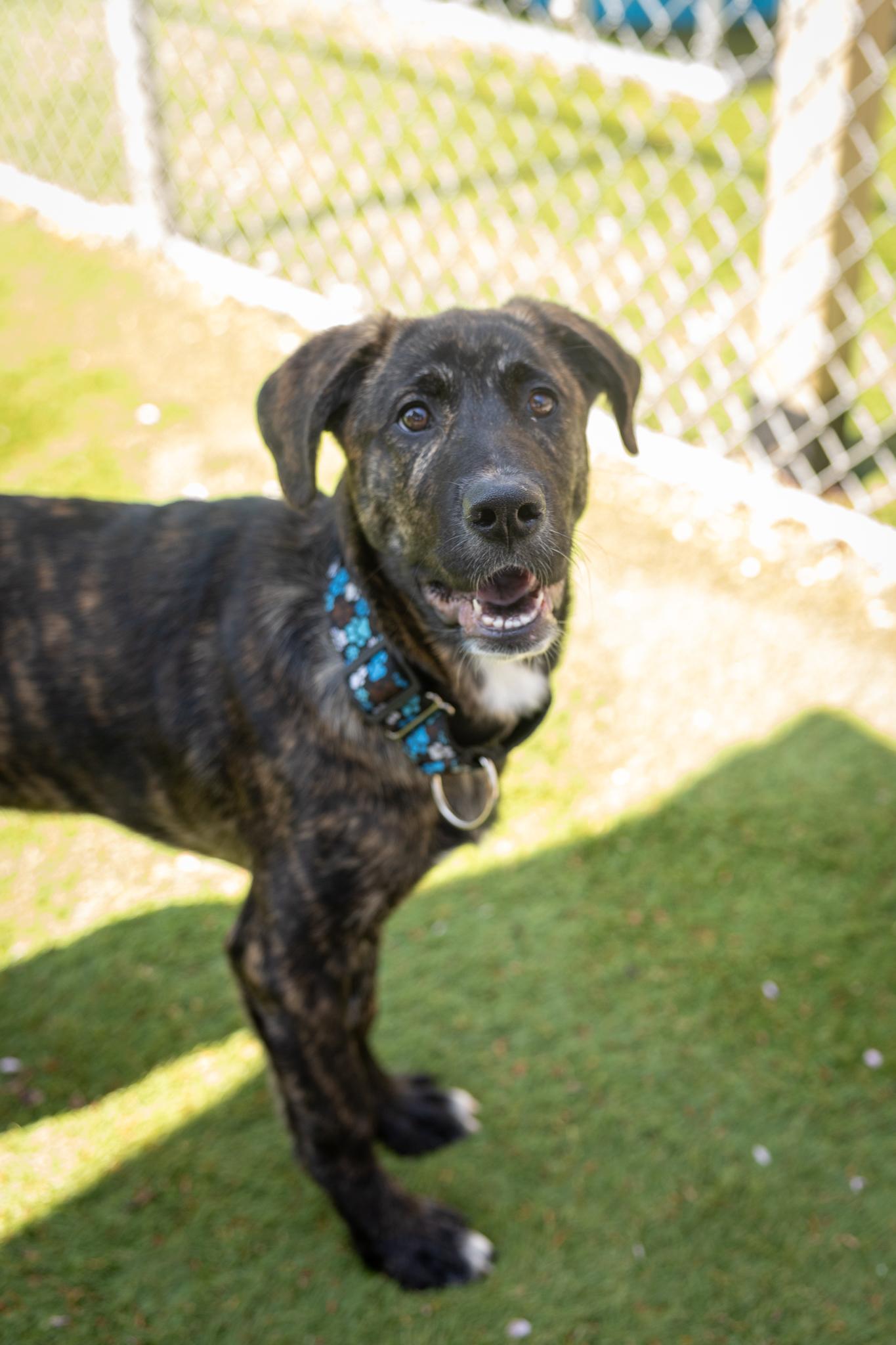 Enlarge Kenya, a ADOPTABLE Mixed Breed in Hamilton, ON image 3/4