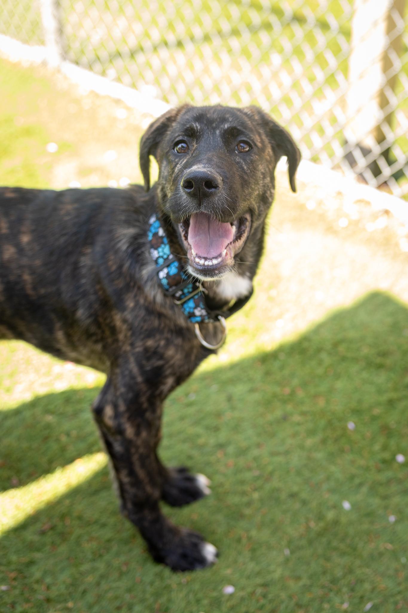 Enlarge Kenya, a ADOPTABLE Mixed Breed in Hamilton, ON image 4/4