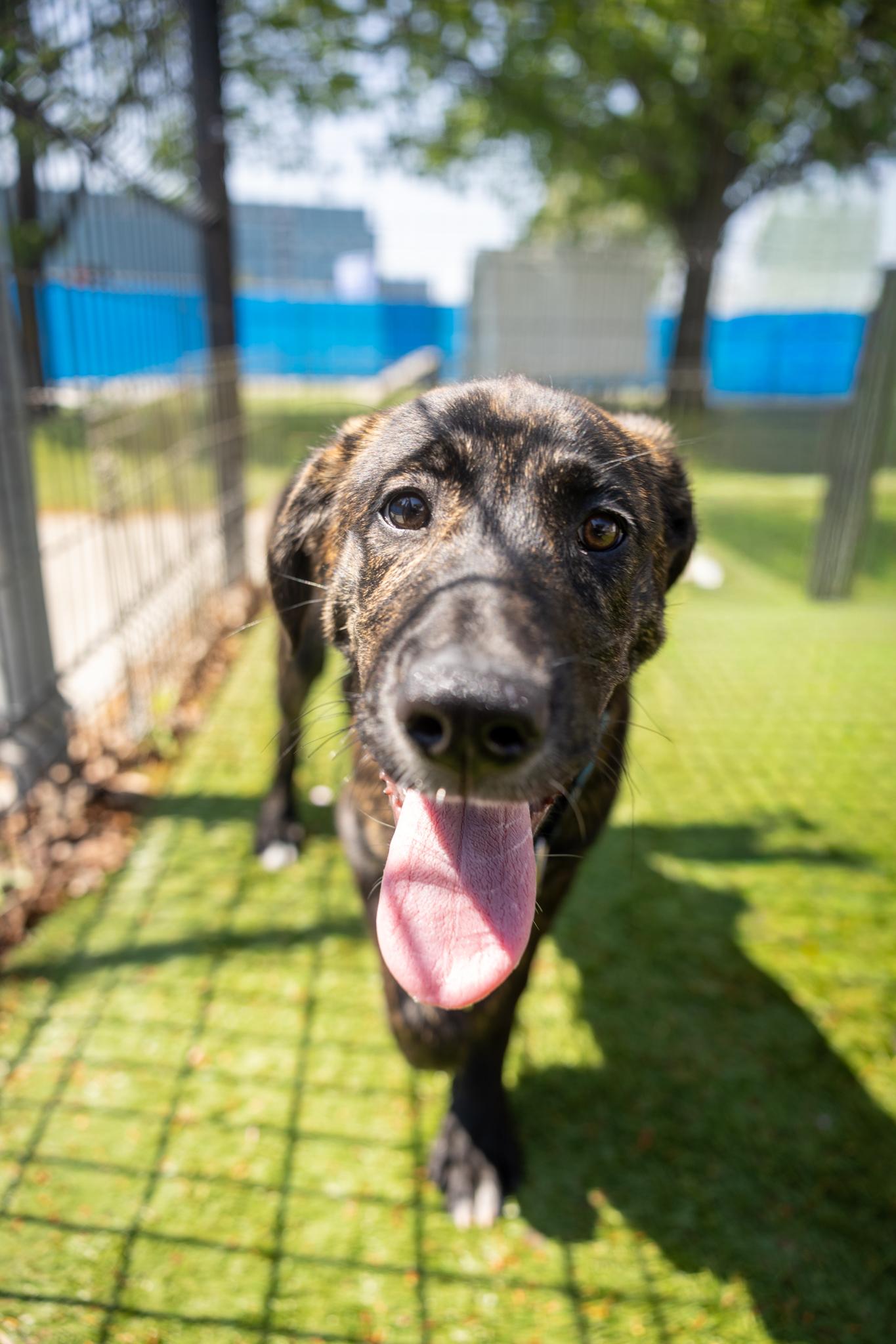 Enlarge Kenya, a ADOPTABLE Mixed Breed in Hamilton, ON image 2/4