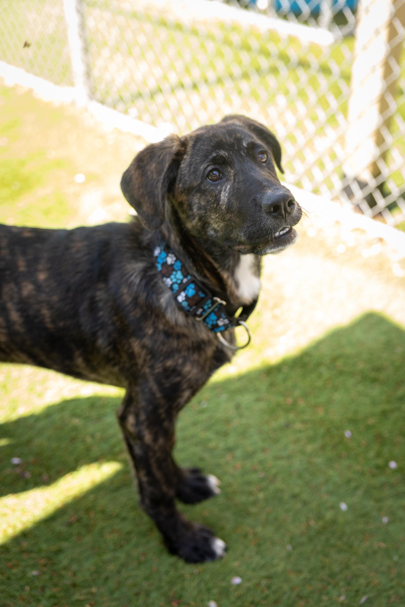 Kenya, ADOPTABLE, Puppy Female Mixed Breed.