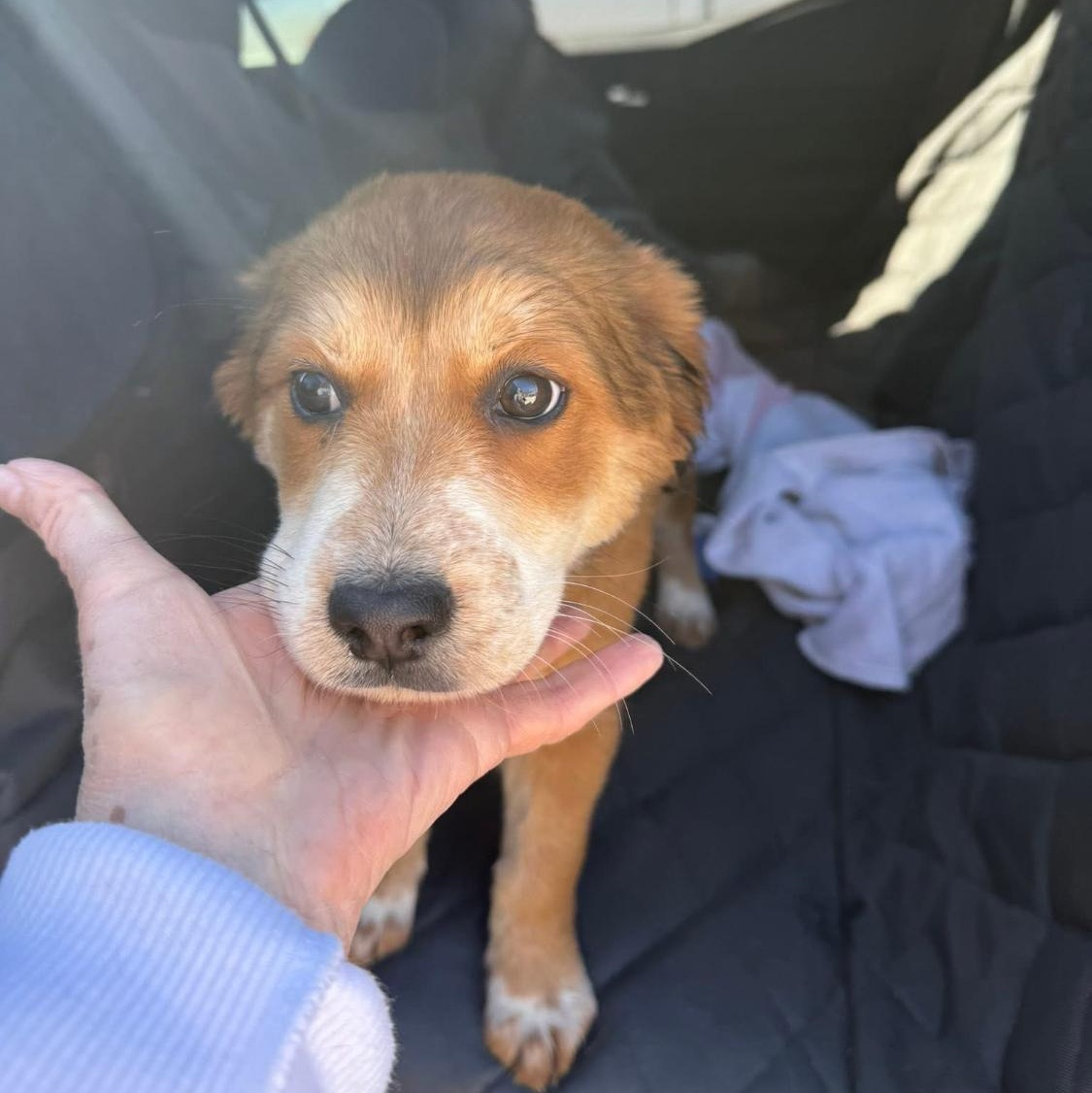 Ellie, ADOPTABLE, Puppy Female Anatolian Shepherd & Mixed Breed.