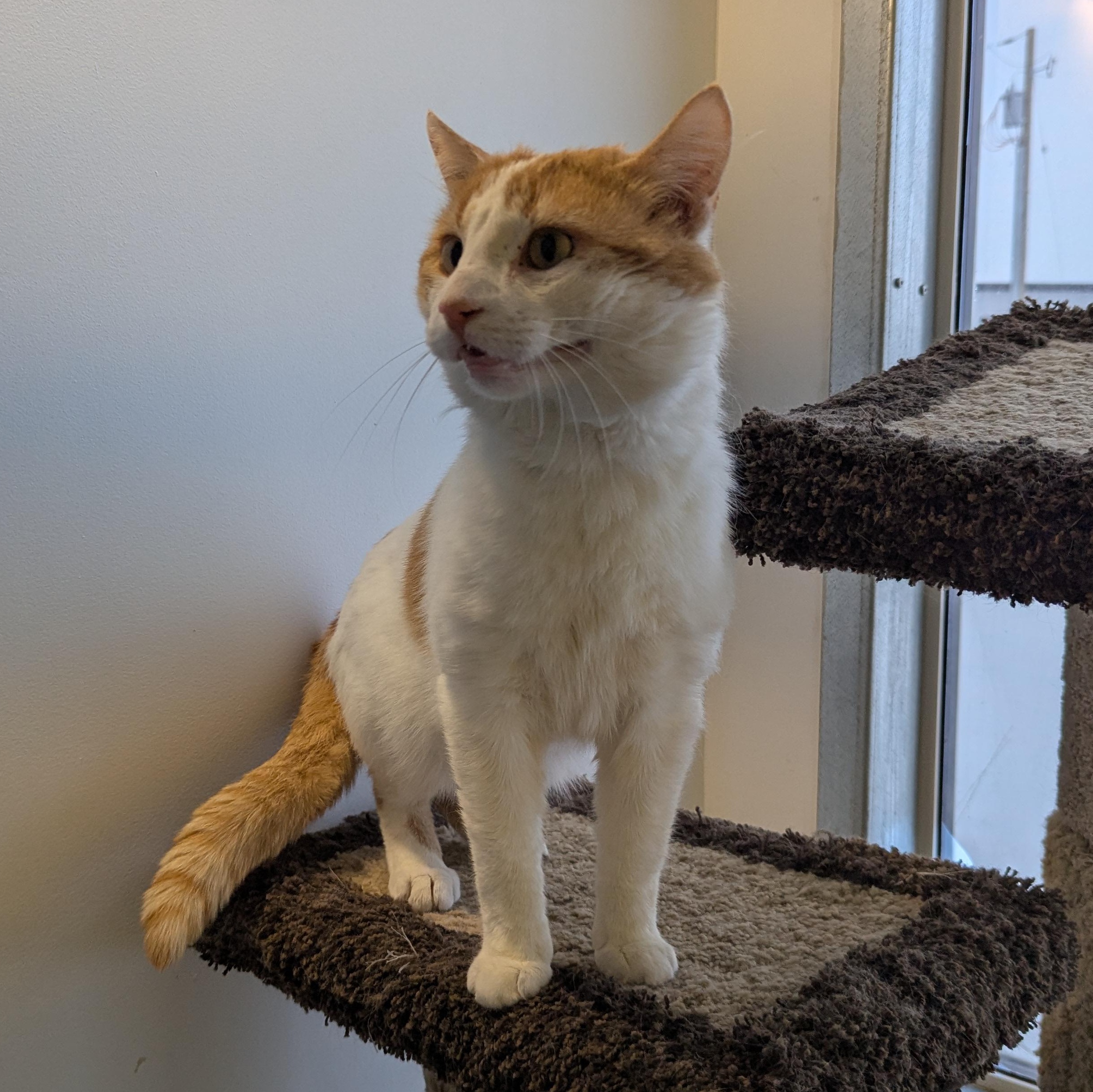 Enlarge Nelson, a ADOPTABLE Domestic Short Hair in Morden, MB image 5/5