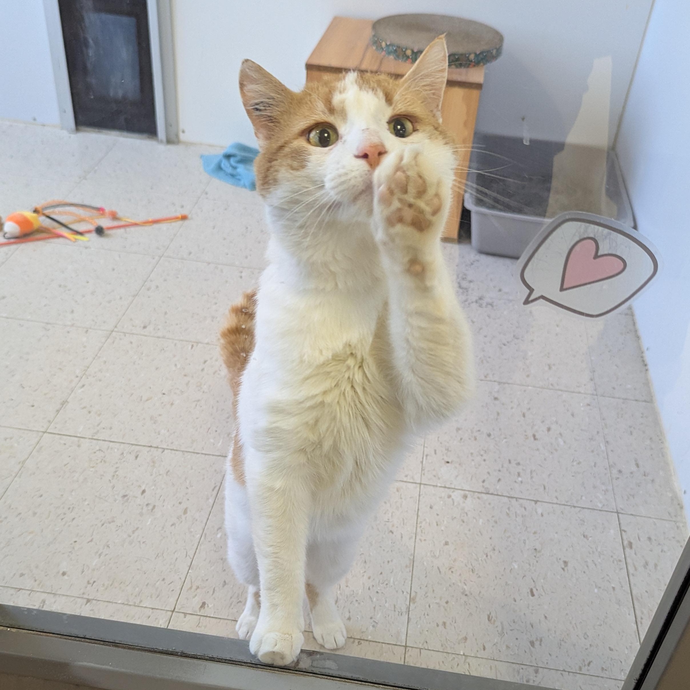 Enlarge Nelson, a ADOPTABLE Domestic Short Hair in Morden, MB image 2/5