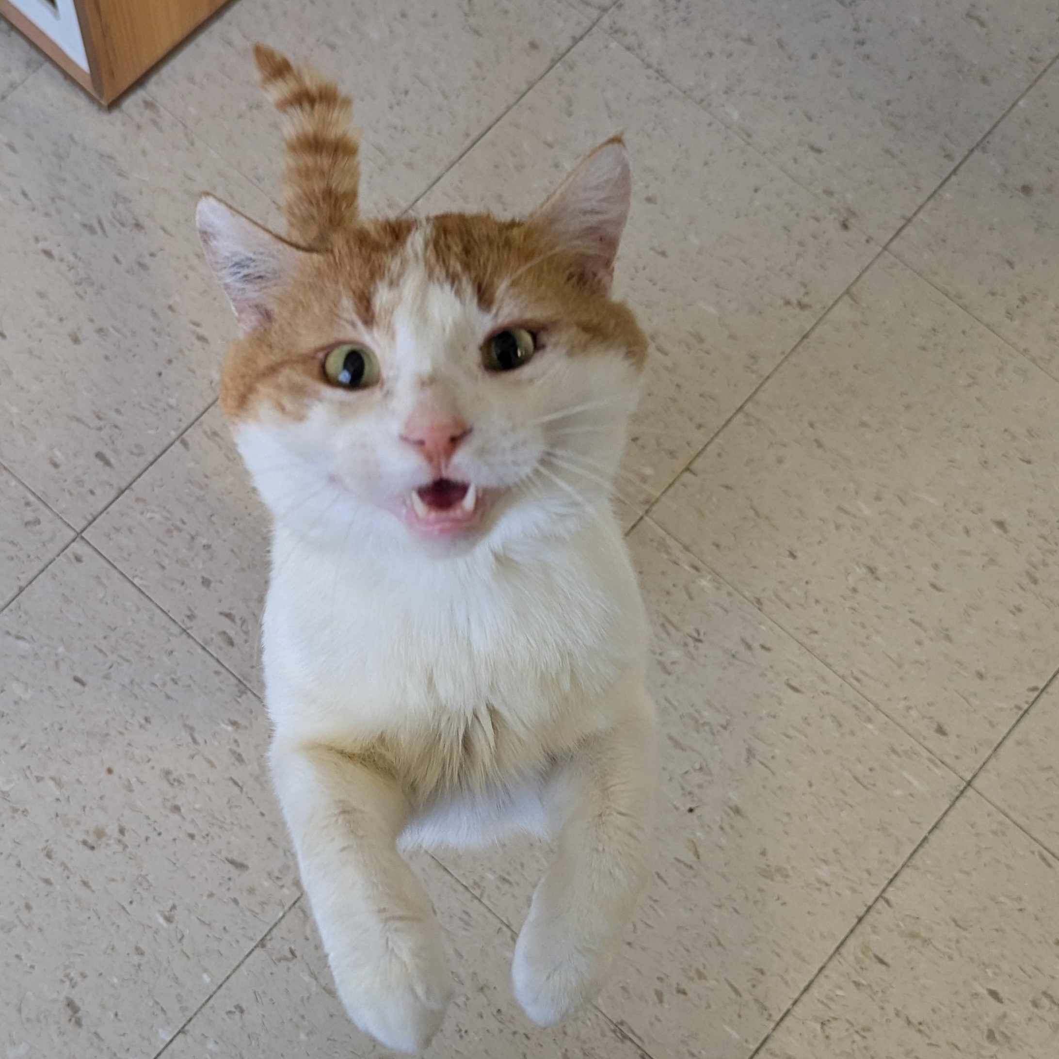 Nelson, ADOPTABLE, Adult Male Domestic Short Hair.