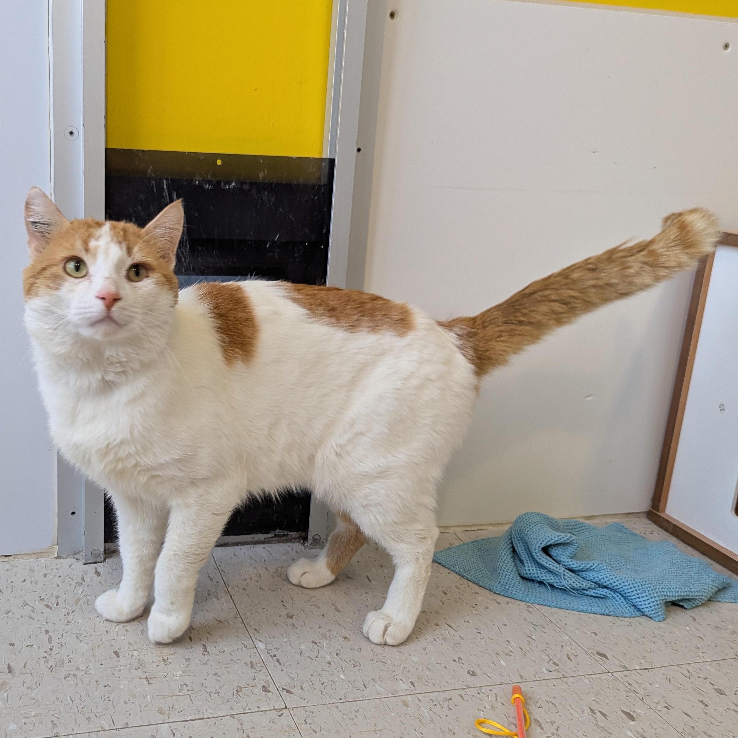 Enlarge Nelson, a ADOPTABLE Domestic Short Hair in Morden, MB image 3/5