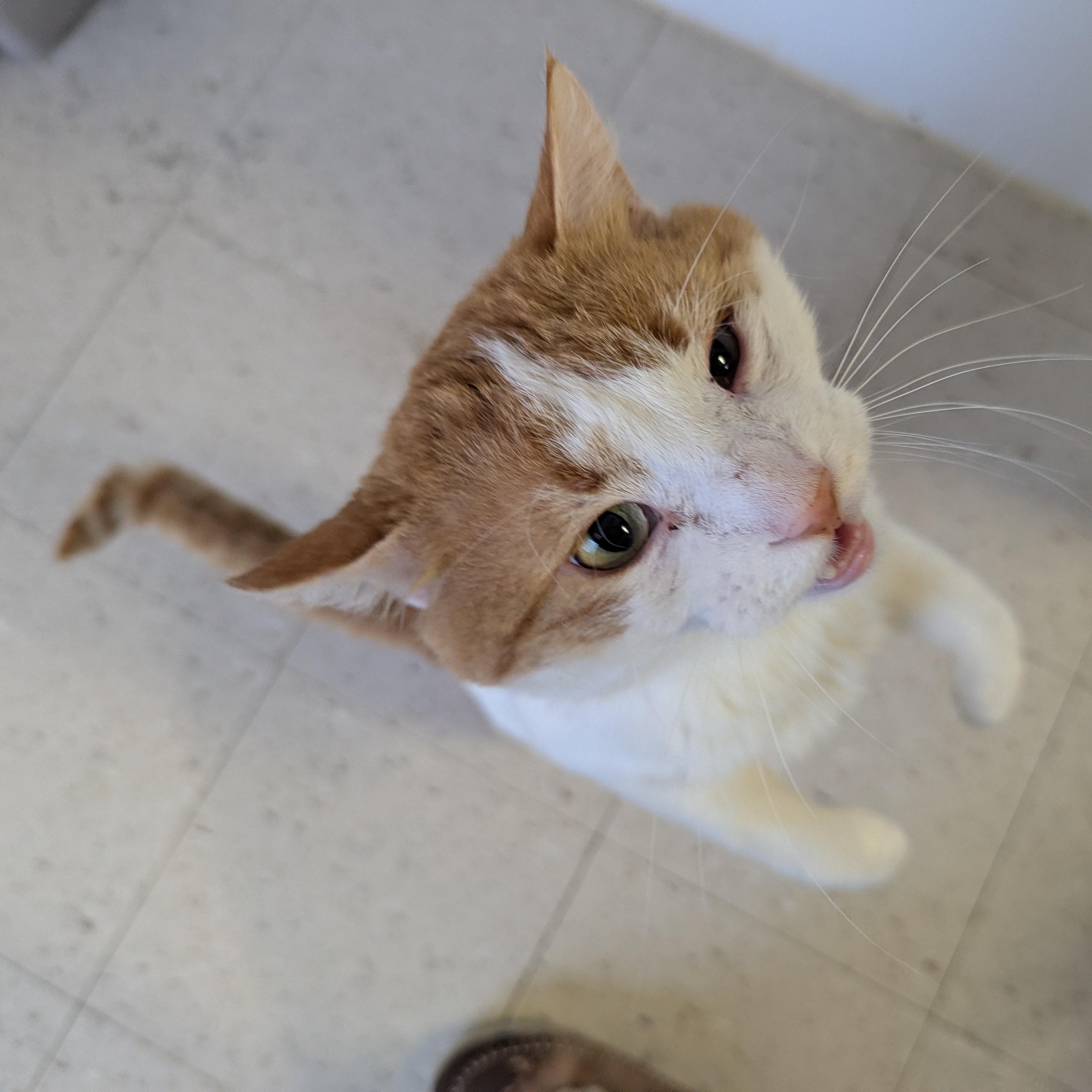 Enlarge Nelson, a ADOPTABLE Domestic Short Hair in Morden, MB image 4/5