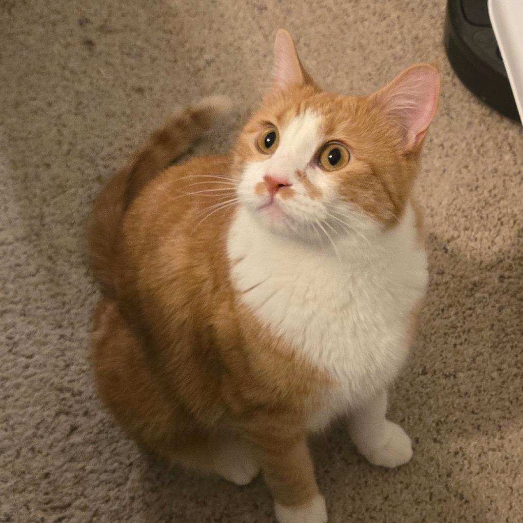 Enlarge Max Russo, a Adoptable Domestic Short Hair in FAIRWAY, KS image 2/6