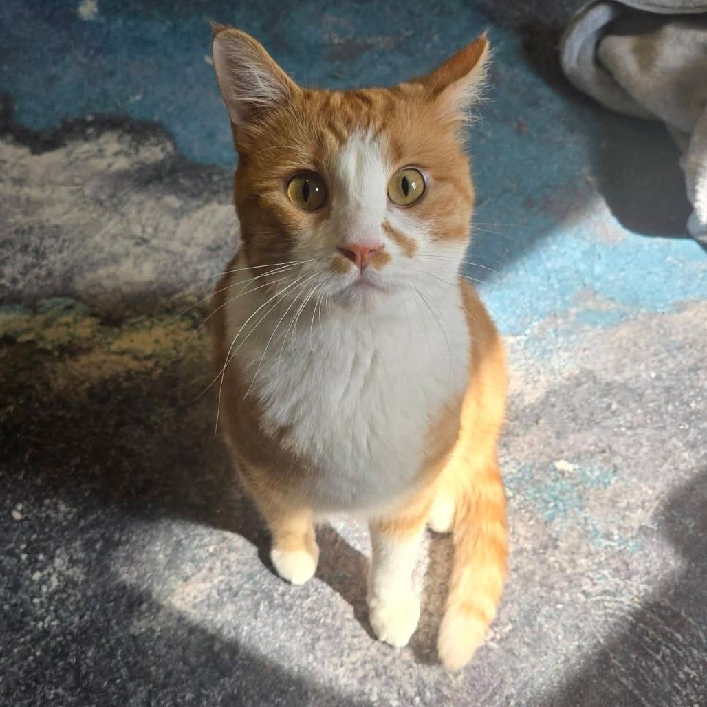 Enlarge Max Russo, a Adoptable Domestic Short Hair in FAIRWAY, KS image 3/6