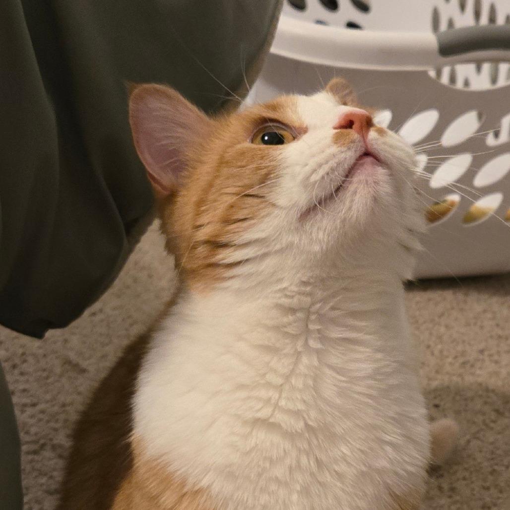 Enlarge Max Russo, a Adoptable Domestic Short Hair in FAIRWAY, KS image 4/6
