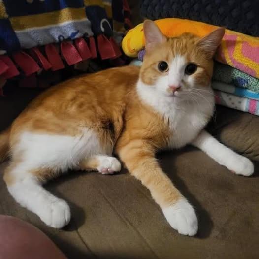 Enlarge Max Russo, a Adoptable Domestic Short Hair in FAIRWAY, KS image 5/6