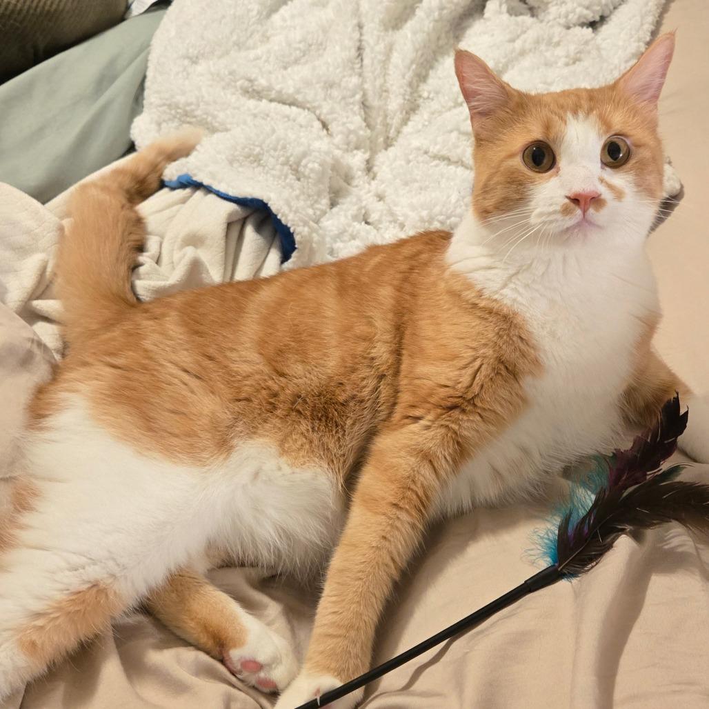 Enlarge Max Russo, a Adoptable Domestic Short Hair in FAIRWAY, KS image 6/6