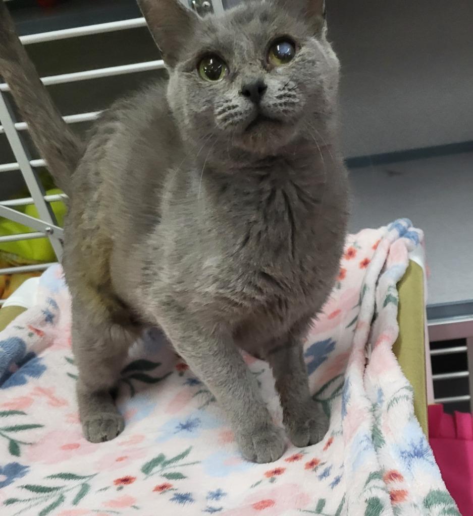 Victoria, Adoptable, Young Female Domestic Short Hair.