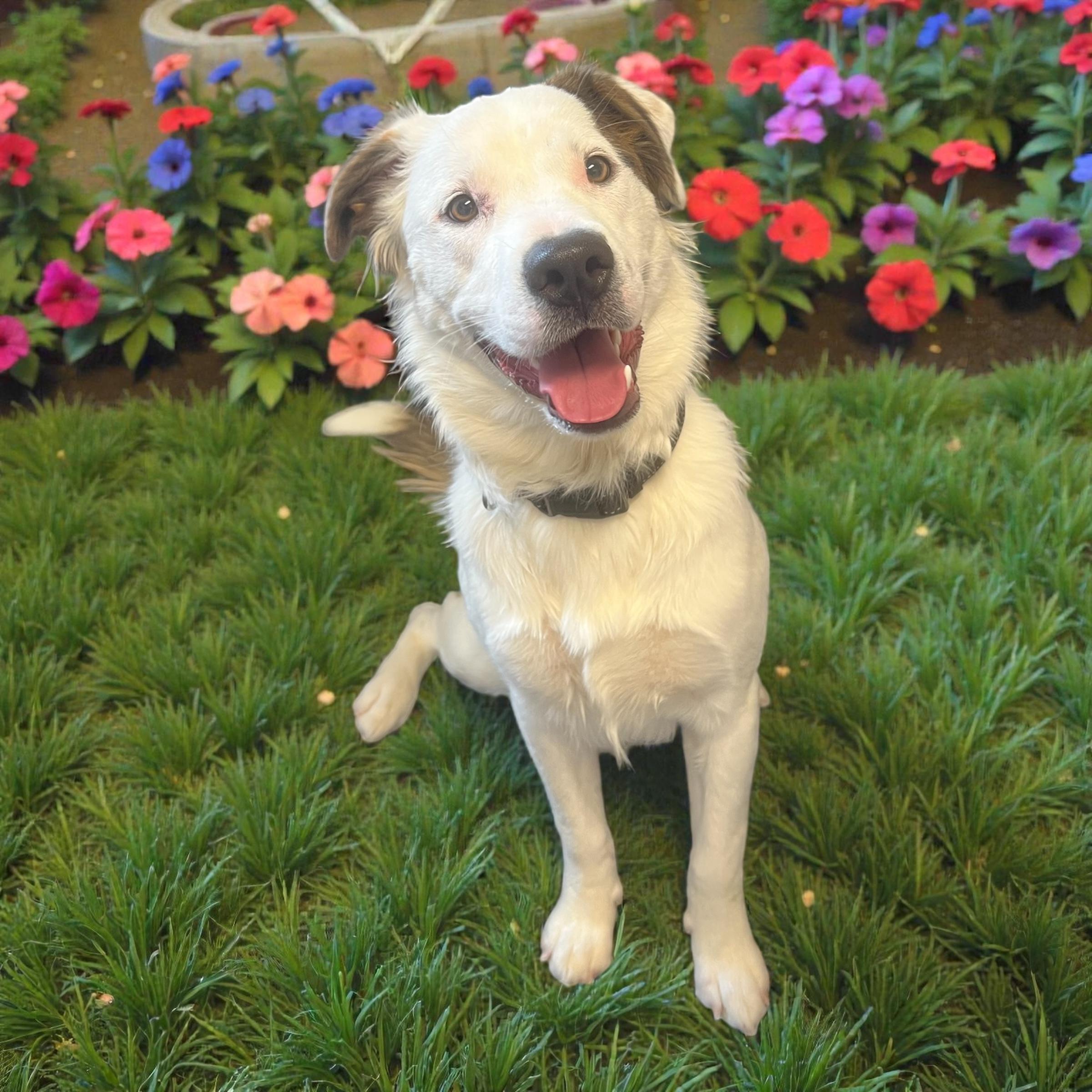 Enlarge Charlie Brown, an adopted mixed breed in Horn Lake, MS image 4/6