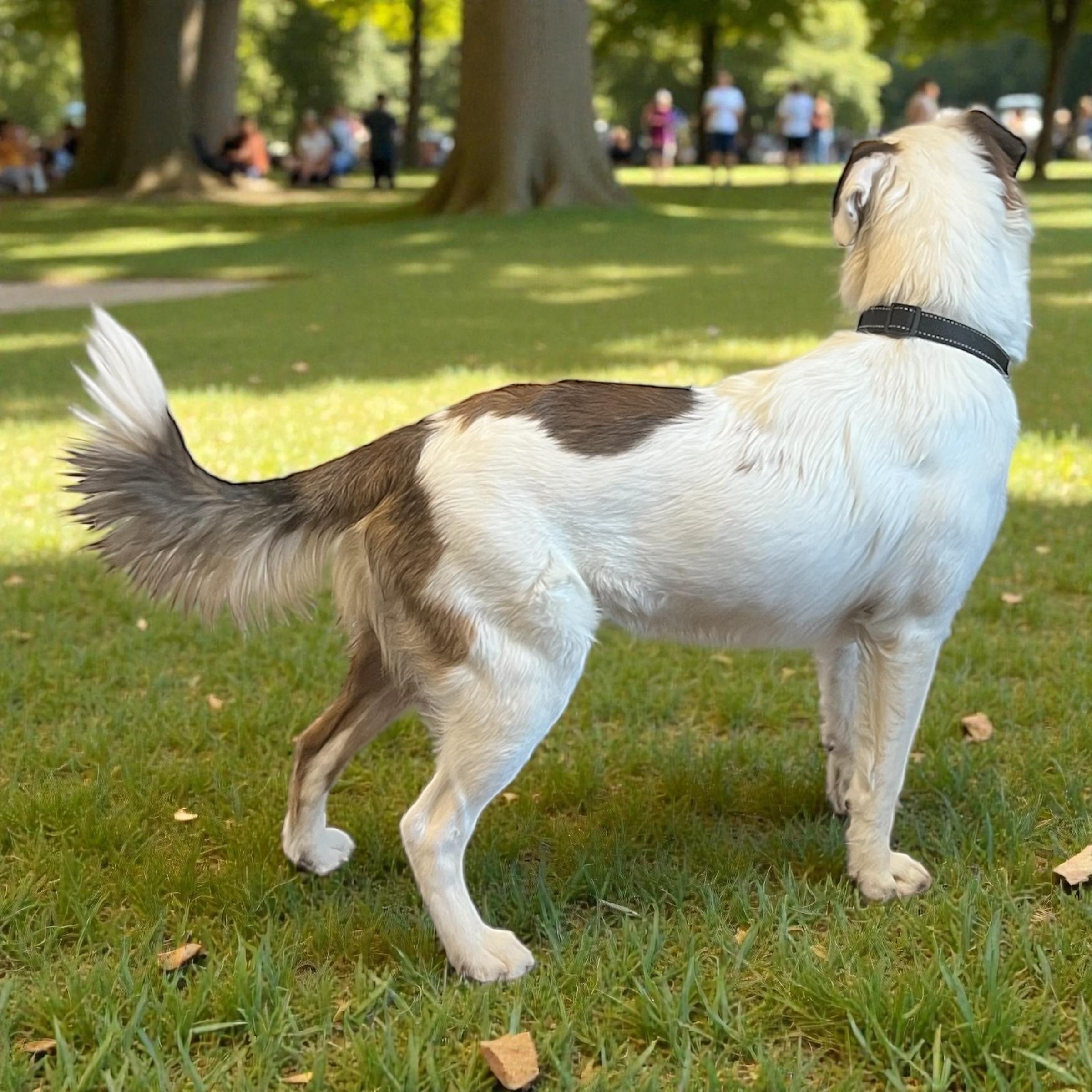 Enlarge Charlie Brown, an adopted mixed breed in Horn Lake, MS image 2/6