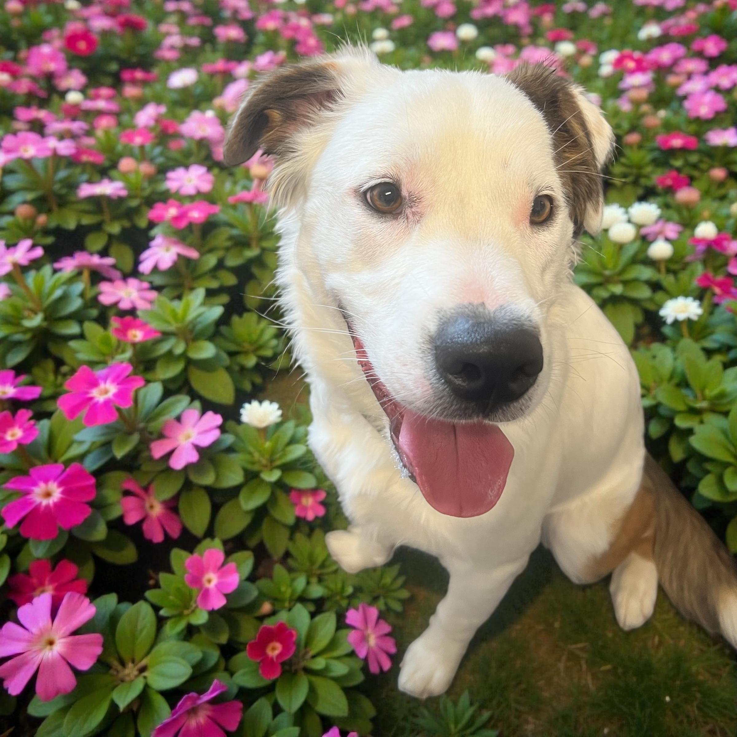 Enlarge Charlie Brown, an adopted mixed breed in Horn Lake, MS image 1/6