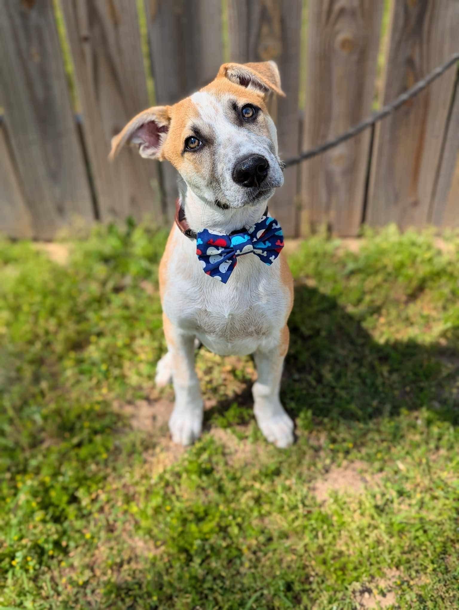 Buddy, a Adoptable mixed breed in Mendham, NJ image 2/5