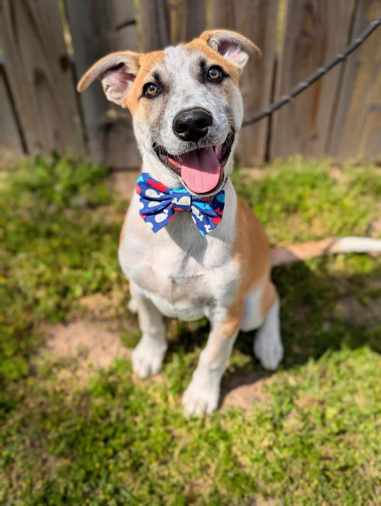 Buddy, a Adoptable mixed breed in Mendham, NJ image 4/5