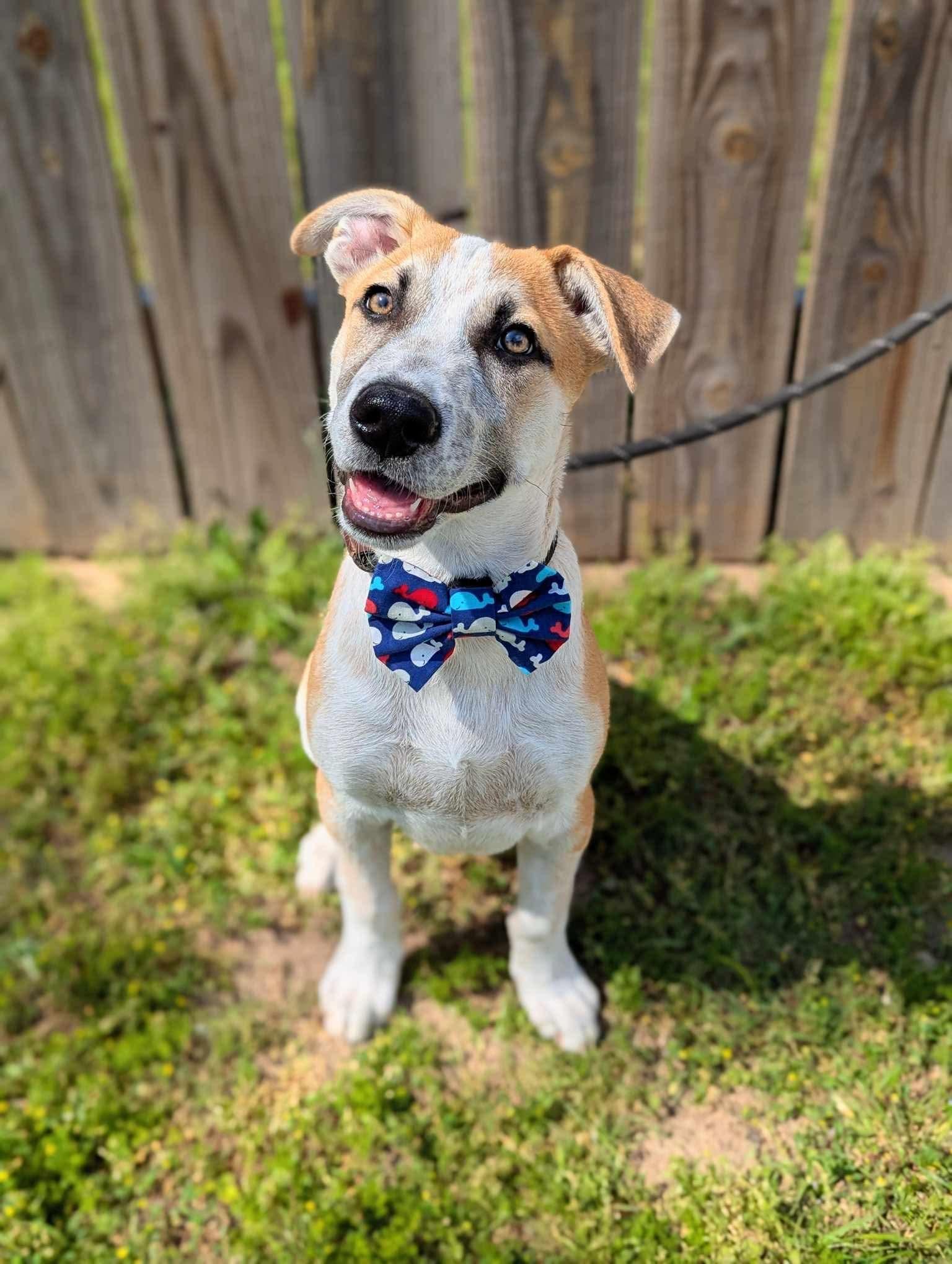 Buddy, a Adoptable mixed breed in Mendham, NJ image 5/5
