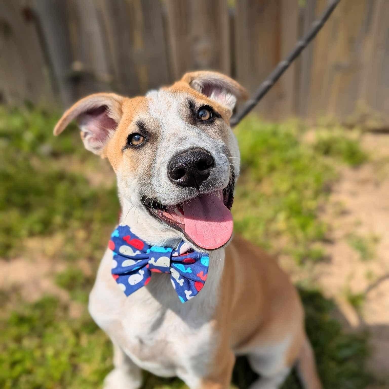 Buddy, Adoptable, Young Male Mixed Breed.