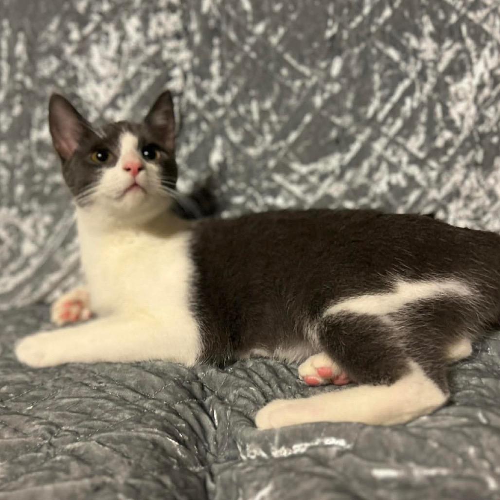 Enlarge Sarah, a Adoptable Domestic Short Hair in Woodstock, GA image 1/1