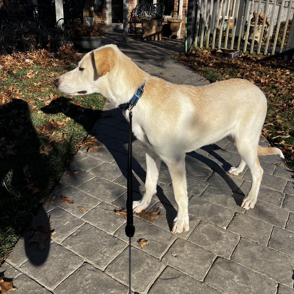 Willow happy Girl, Adoptable, Adult Female Yellow Labrador Retriever.