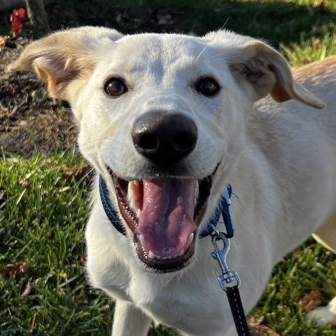 Enlarge Willow happy Girl, a Adoptable Yellow Labrador Retriever in Kokomo, IN image 3/5